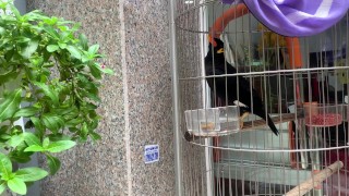 A talking bird in Vietnam. Saigon