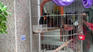 A talking bird in Vietnam. Saigon