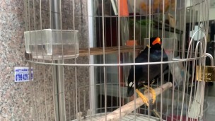 A talking bird in Vietnamese