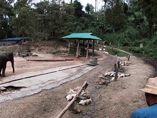 Elephant riding in Thailand with teens