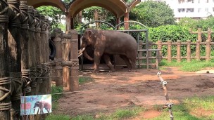 Elephants of Saigon. Vietnam